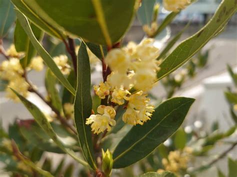 月桂樹 風水|月桂樹（ローリエ）の花言葉｜種類、特徴、色別の花 